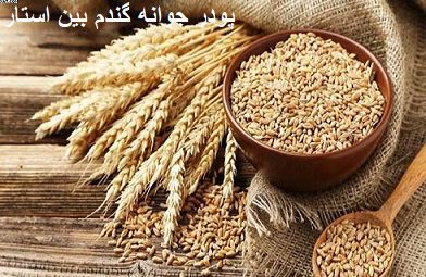 پودر جوانه گندم بین استار